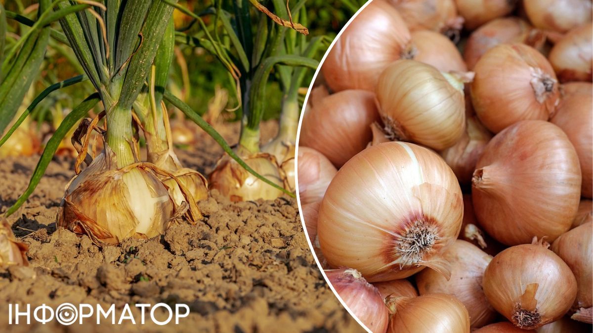 Цибулю поливають настоями трав - це геть нешкідливо. Цибулю поливають настоями трав - це геть нешкідливо.