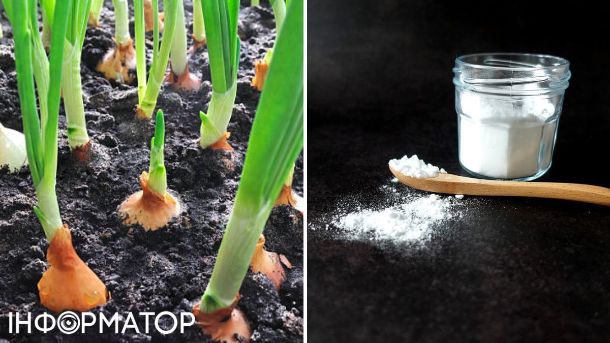 Сода працює немов дезінфектор від шкідників. Сода працює немов дезінфектор від шкідників.