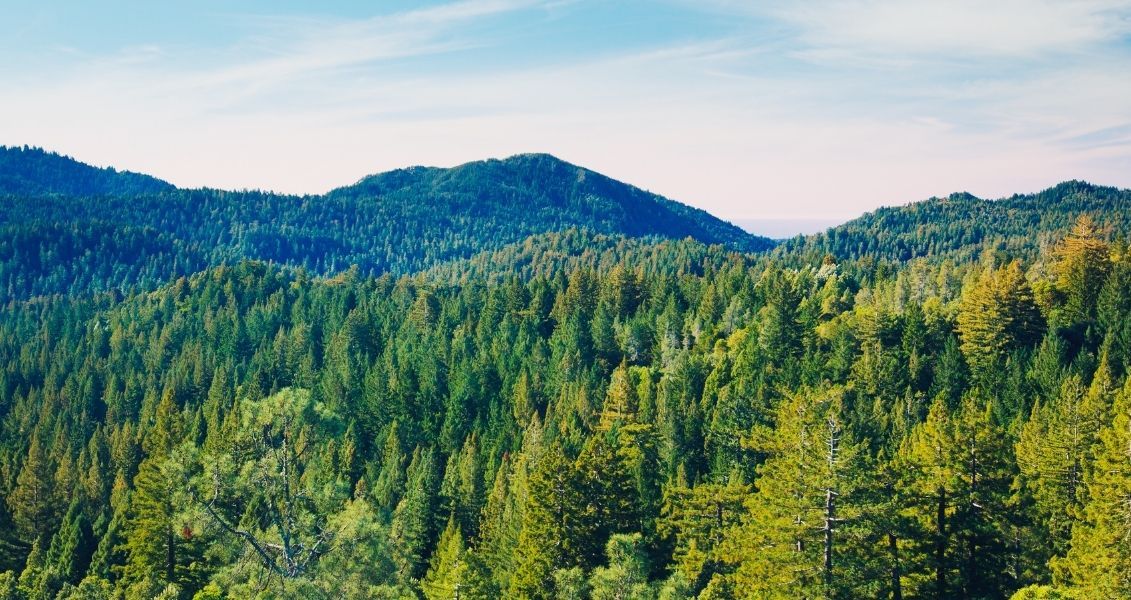 Земля втрачає близько 95 мільйонів дерев на рік та півтора гектара лісу щосекундно. Ліси займають одну третю всього суходолу і мають неабиякий вплив на стан екології