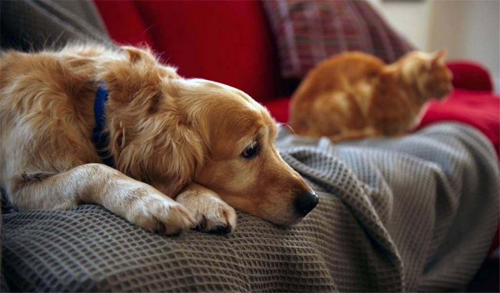 Лаком збризкуємо тільки щітку, а не джерел вовни. Лаком збризкуємо тільки щітку, а не джерел вовни.