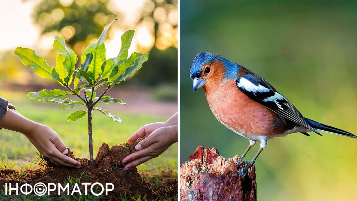 Зяблик та дерево