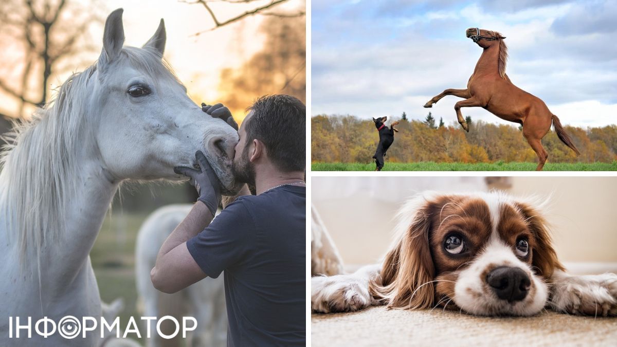 Коні, собаки, тварини, природа, люди, світ