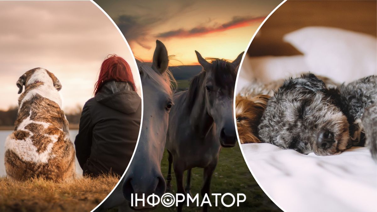 Коні та собаки - корисні для людського здоров'я! Коні та собаки - корисні для людського здоров'я!