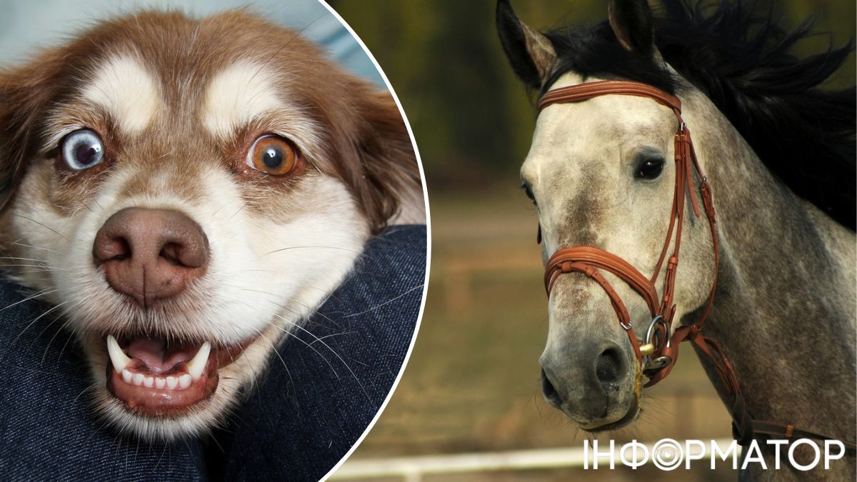 Ну як їх не любити? Ну як їх не любити?