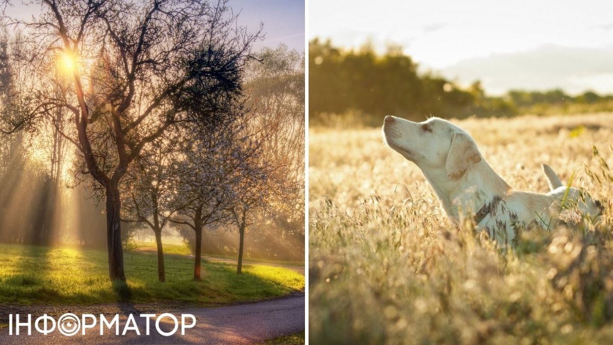 Дерева та собака