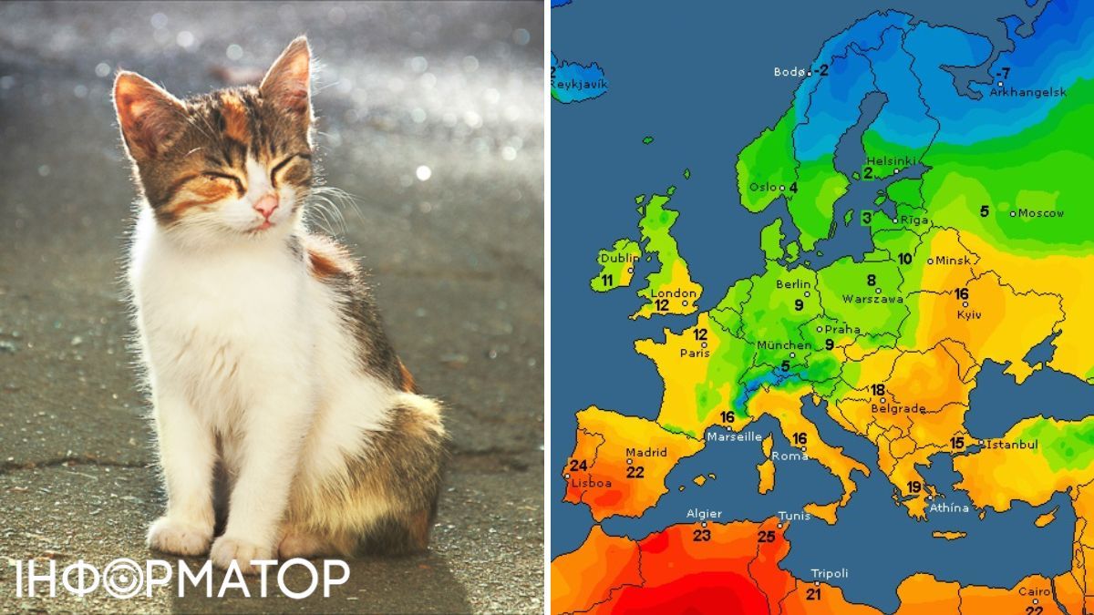 Кіт та карта