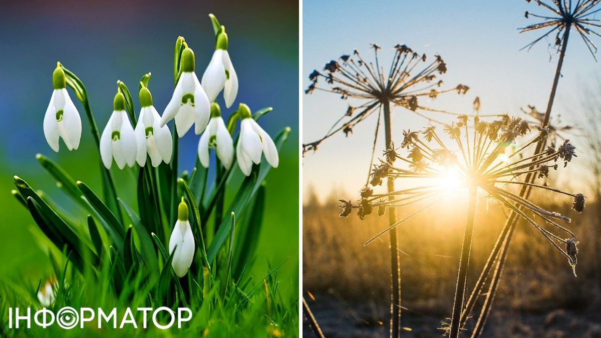 Квіти та сонце