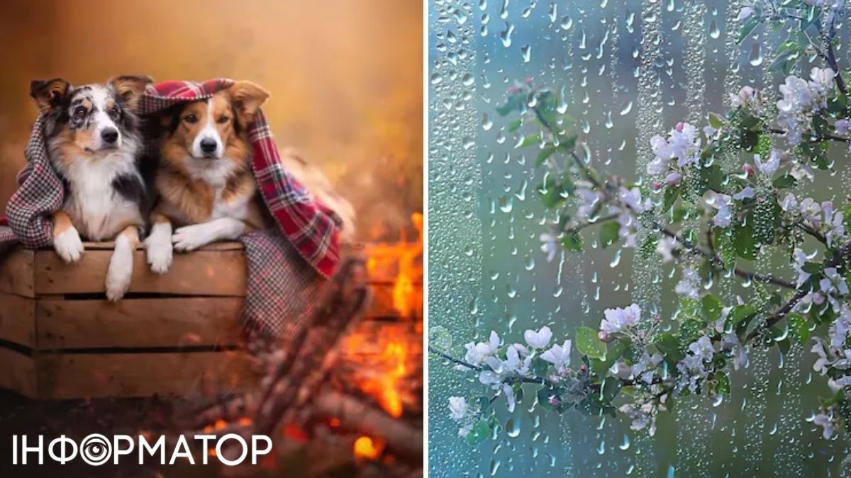 Собаки та дощ