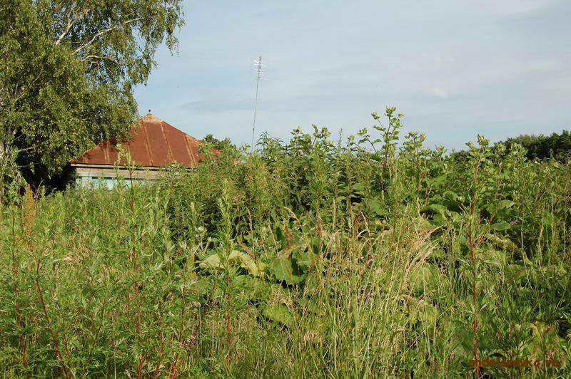 Это день не для воспевания сорняков, а для понимания опасности, которую они представляют.