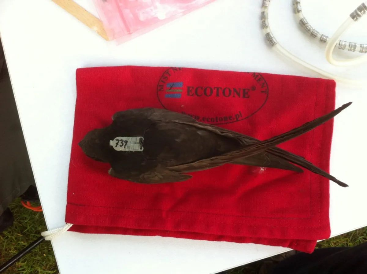 Автор дослідження Андерс Хеденстрем назвав крихітні реєстратори даних "маленькими рюкзаками" Автор дослідження Андерс Хеденстрем назвав крихітні реєстратори даних "маленькими рюкзаками"