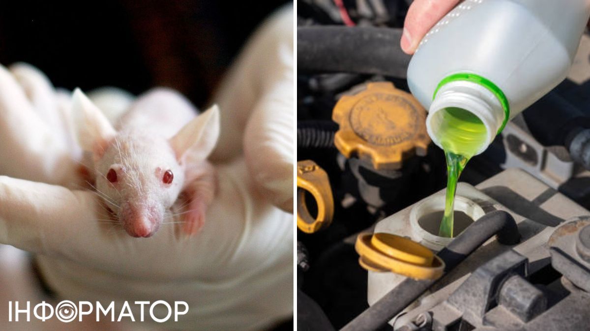 Мышам в ходе эксперимента тоже досталось. Мышам в ходе эксперимента тоже досталось.