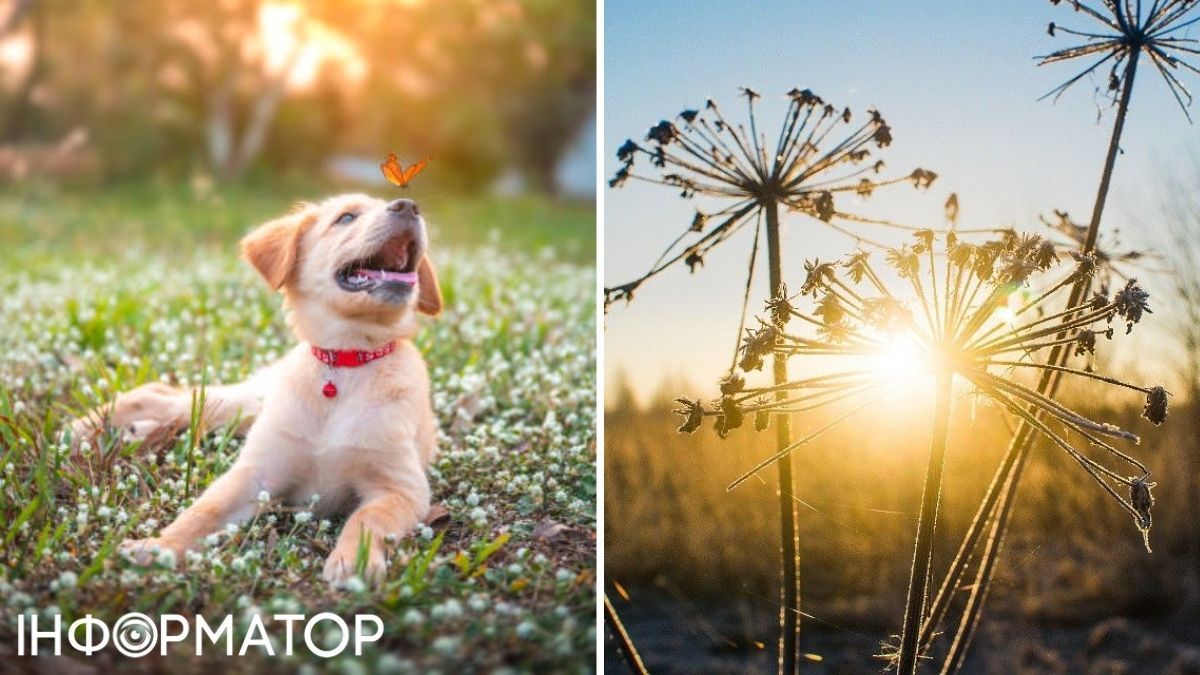 Собака то сонце