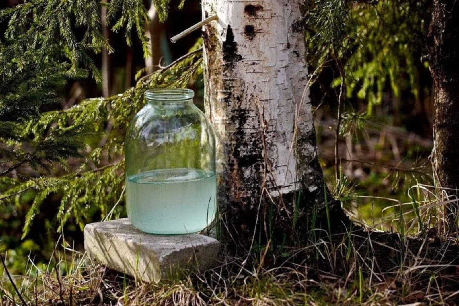 Сезон збору дуже короткий - у середньому, два тижні. Сезон збору дуже короткий - у середньому, два тижні.