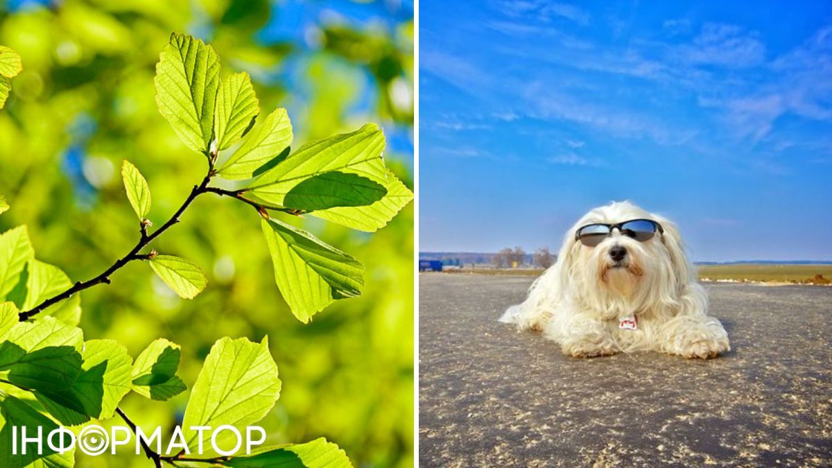 Собака та листя