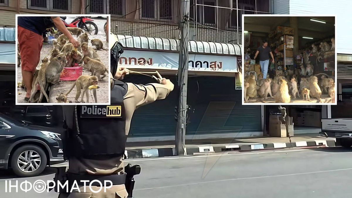 Тысячи обезьян терроризируют тайский город - животные просто повсеместно. Тысячи обезьян терроризируют тайский город - животные просто повсеместно.