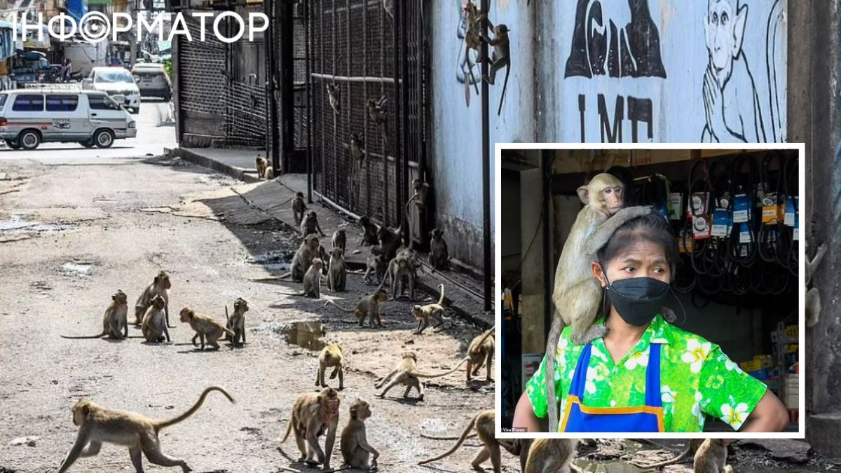 Обезьяны перестали быть милыми и контролируемыми. Обезьяны перестали быть милыми и контролируемыми.