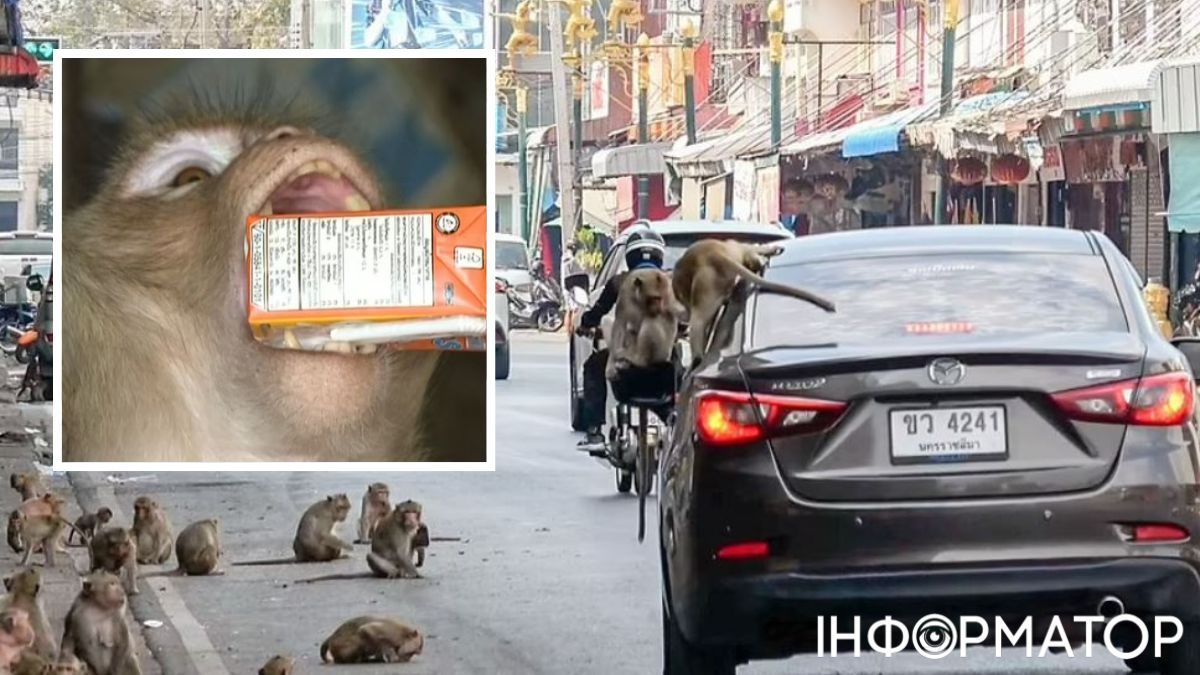 Конкурирующие банды борются за первенство в борьбе за еду - даже залезают на людей и машины, после того как подсели на сладкие напитки Конкурующие банды борются за первенство в борьбе за еду - даже залезают на людей и машины, после того как подсели на сладкие напитки