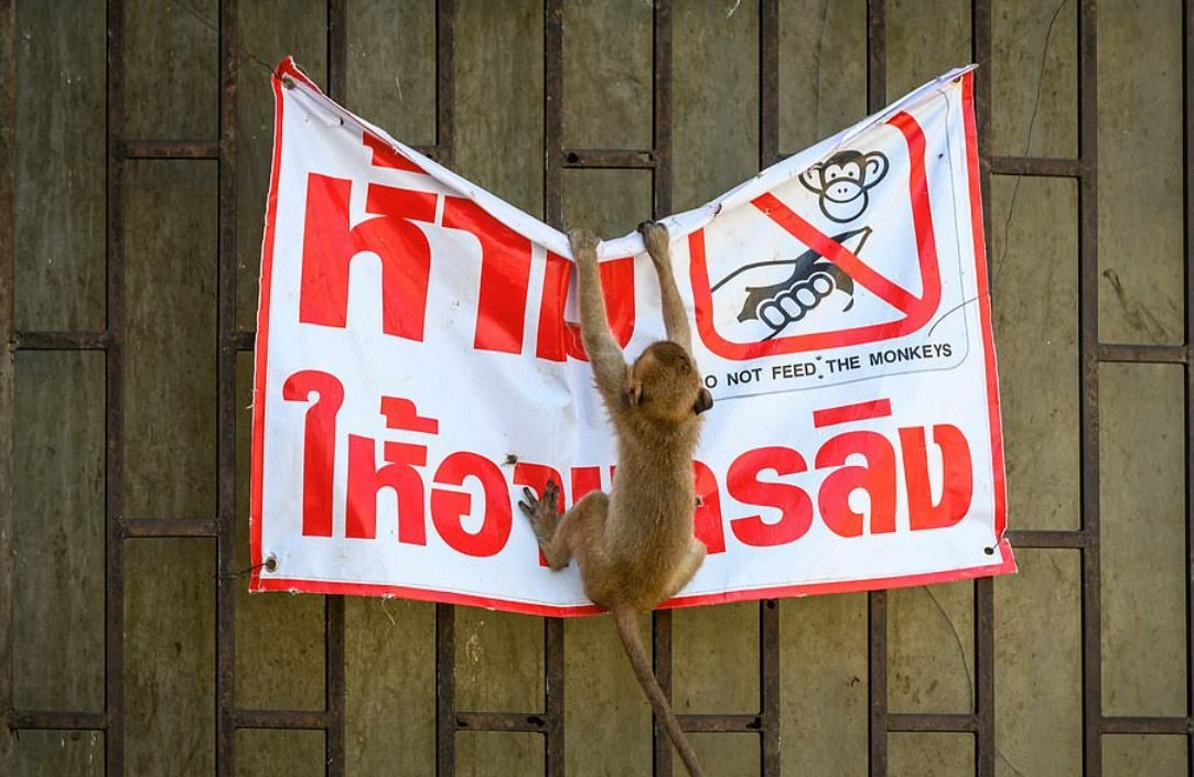 Ох, уж эти макаки!