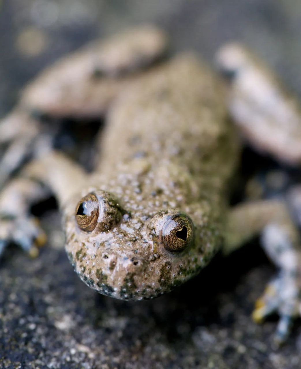 Формы зрачков бесхвостых отличаются потрясающим разнообразием Формы зрачков бесхвостых отличаются потрясающим разнообразием