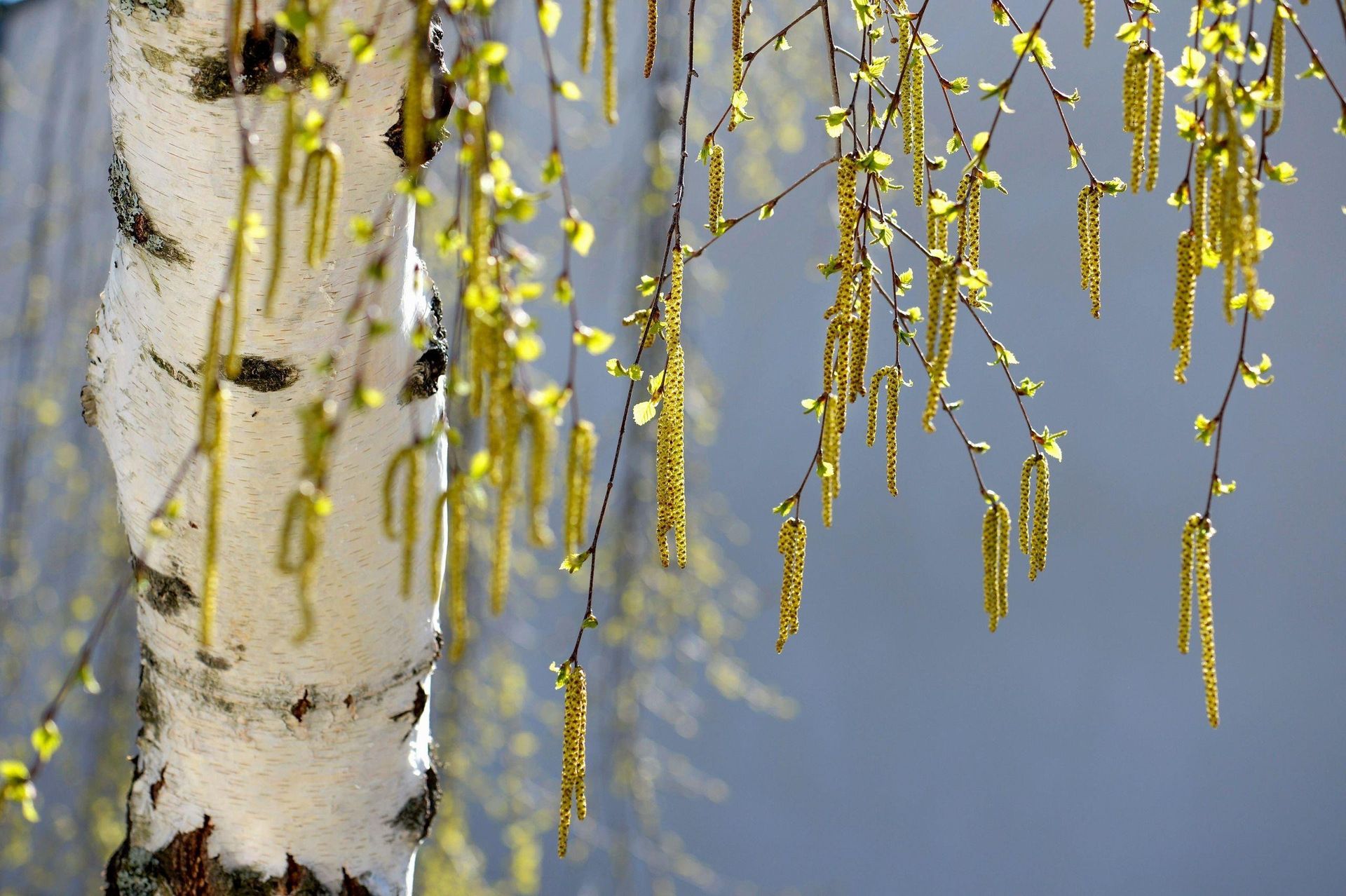 Пыльца береза - один из самых сильных аллергенов. Пыльца береза - один из самых сильных аллергенов.