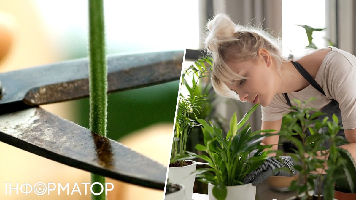 Рослини, наука, вчені, експеримент, природа