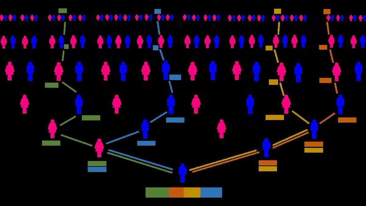 Предків багато, але ДНК успадковується лише від їх невеликої частини. Предків багато, але ДНК успадковується лише від їх невеликої частини.