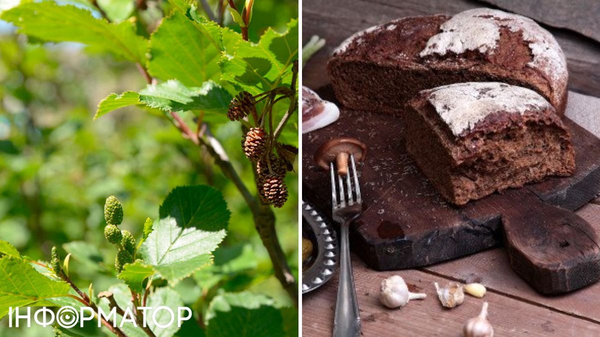 Вільха та хліб