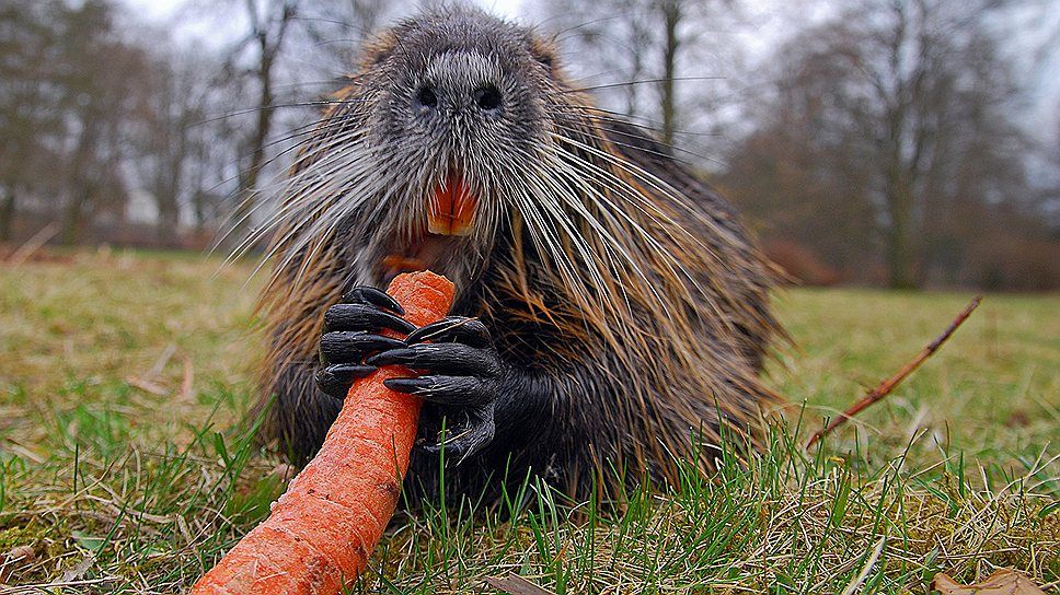 Найбільша боброва гребля завдовжки 850 метрів розташована в Канаді