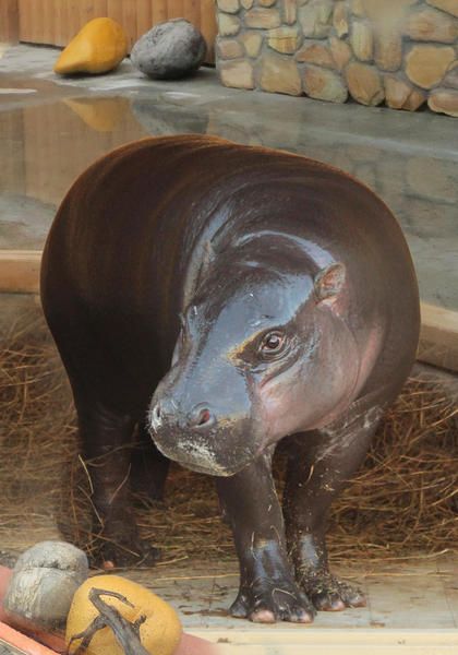 На відміну від своїх більших двоюрідних братів, карликові бегемоти в основному травоїдні та мають лагідний темперамент На відміну від своїх більших двоюрідних братів, карликові бегемоти в основному травоїдні та мають лагідний темперамент