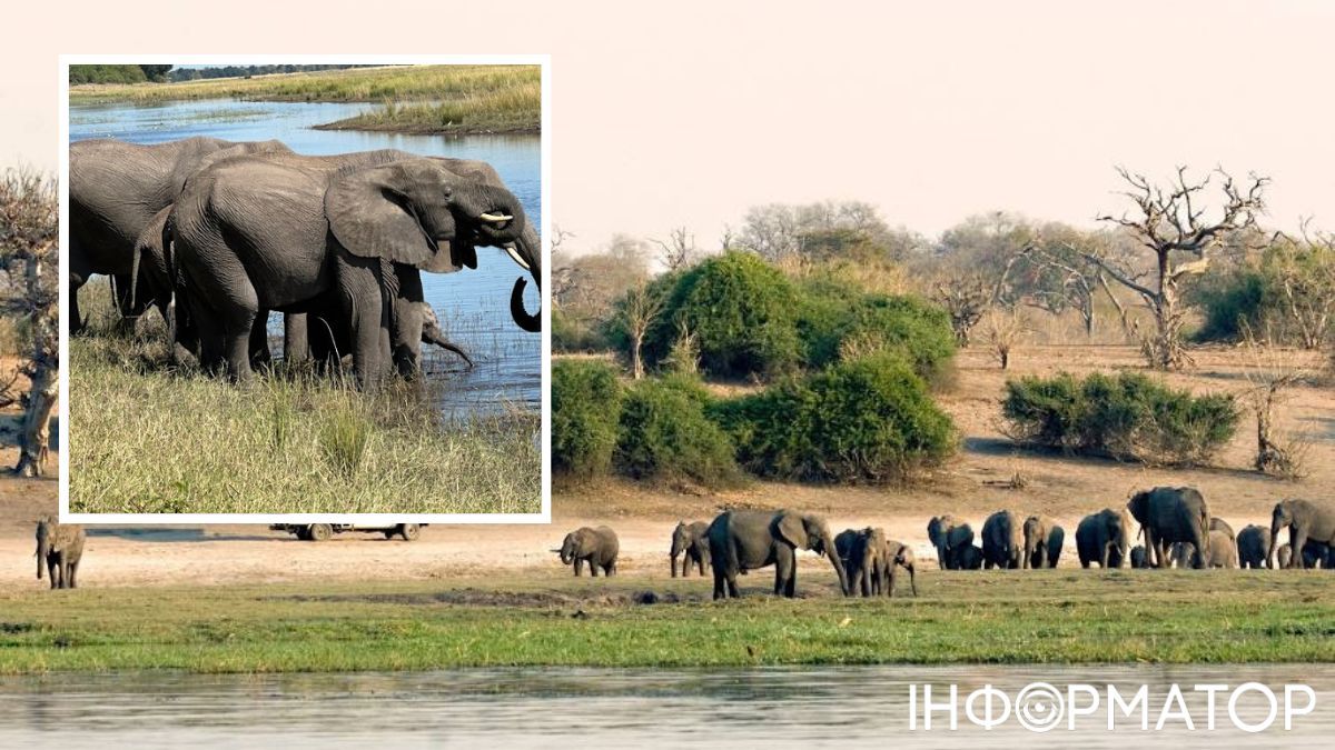 НІмеччина - найбільший імпортер трофеїв африканських тварин. НІмеччина - найбільший імпортер трофеїв африканських тварин.