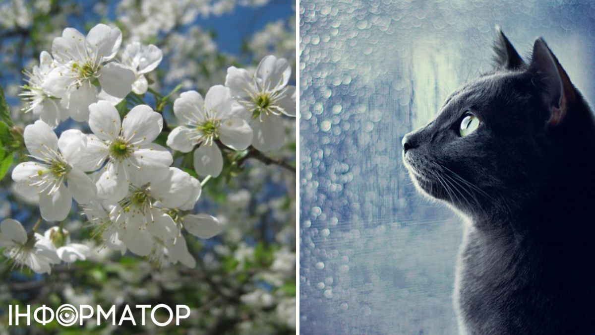 Кот и цветы