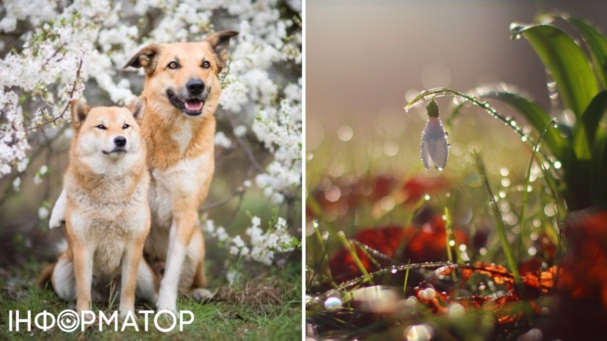 Собаки та дощ