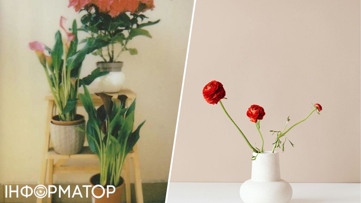 Розставте по дому рослини, що пахнуть. Навыть деякы сухы рослини мають приємний аромат, не говорячі про живі