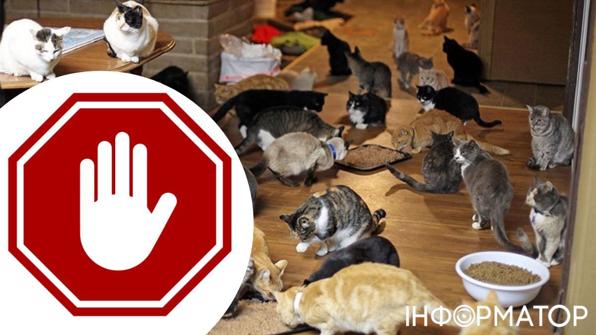 Коти та знак