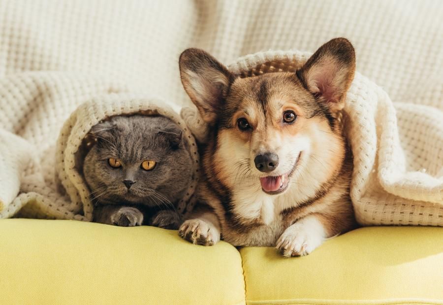 Наш кращий антистрес та заспокійливий, але тільки вдень.