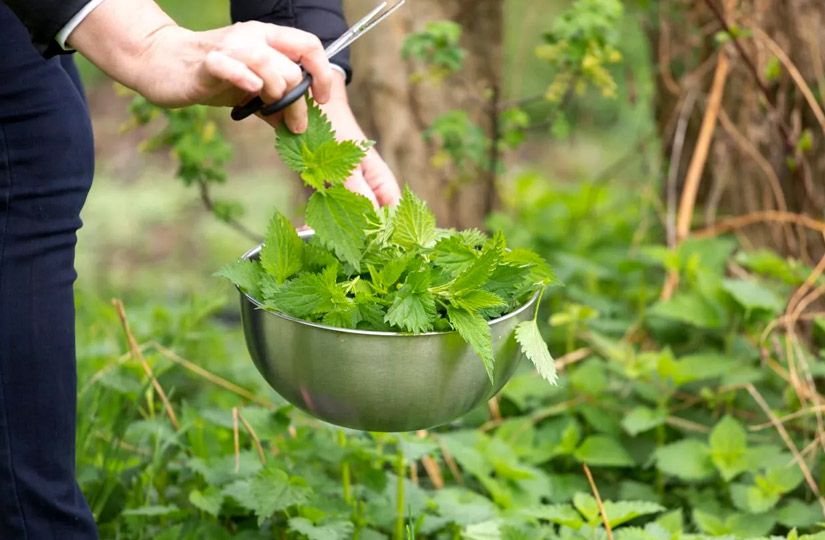 Для їжі годяться наймолодші листочки, стебла брати не потрібно. Для їжі годяться наймолодші листочки, стебла брати не потрібно.