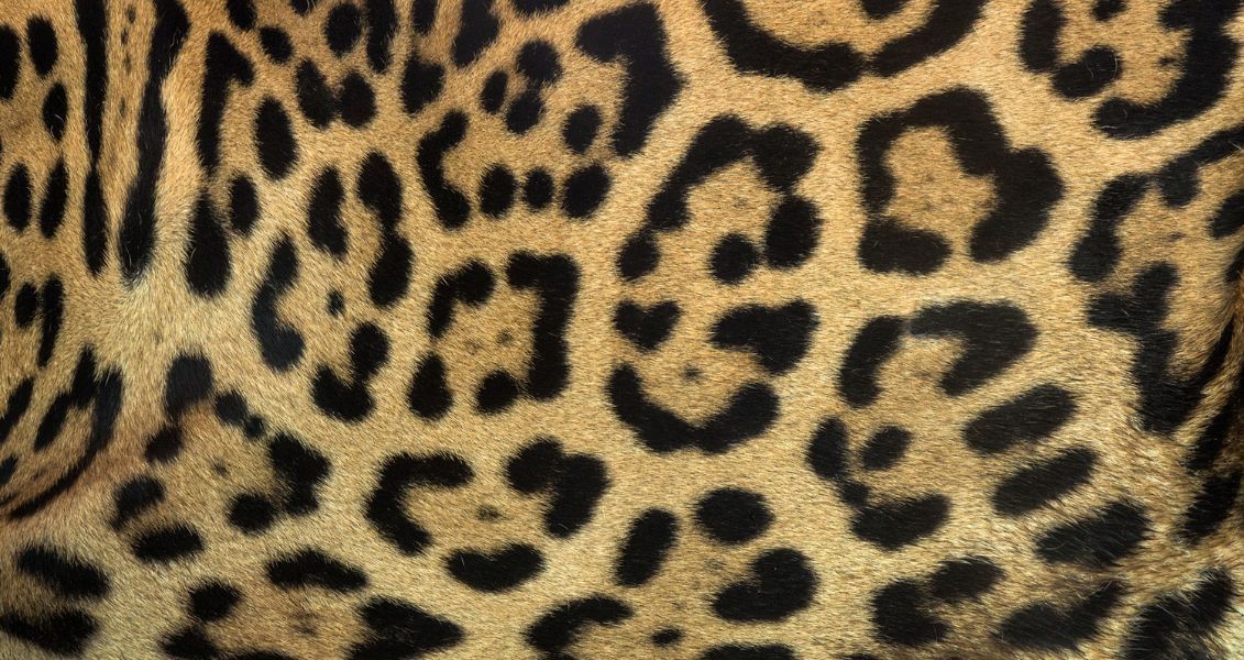 Сегодня в мире осталось около 173 000 ягуаров, и большинство этих крупных кошек обитают в тропических лесах Амазонии и Пантанали