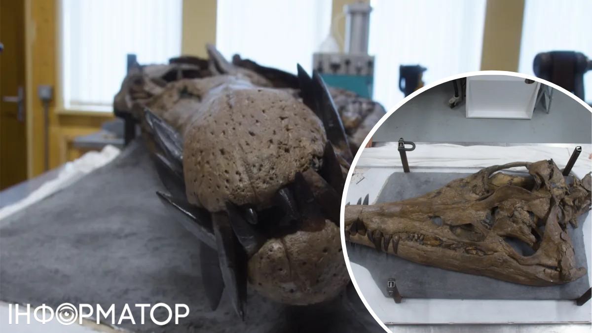 Зараз череп виставлений в колекції Etches Collection в графстві Дорсет. Зараз череп виставлений в колекції Etches Collection в графстві Дорсет.