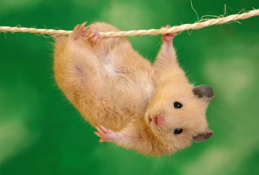 Хом’ячки зчитують настрій людини та здатні до різних емоцій