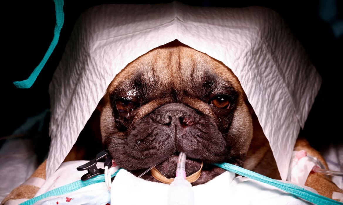 Еббі пройшла через операцію через корекцію проблем з диханням.