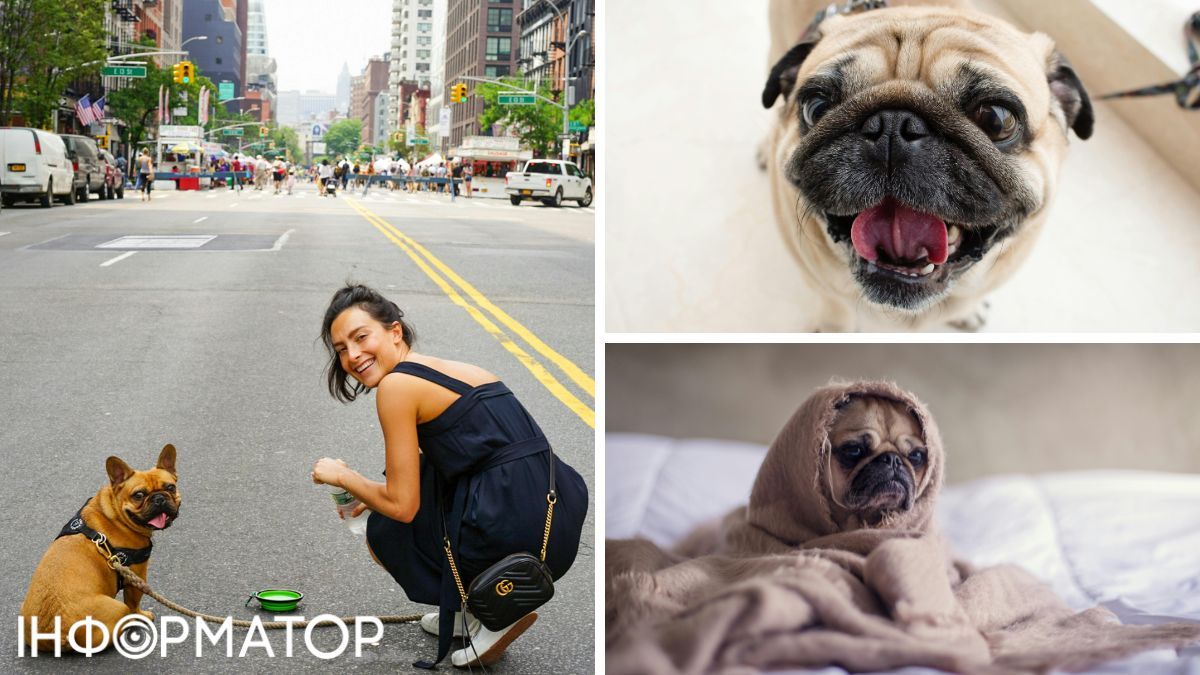 Схоже, бульдоги й мопси нагадують людям - дітей. Схоже, бульдоги й мопси нагадують людям - дітей.