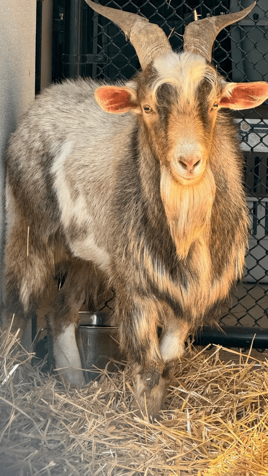 потрапив до притулку як безпритульний ще 13 березня, там отримав ім'я Джеффрі потрапив до притулку як безпритульний ще 13 березня, там отримав ім'я Джеффрі
