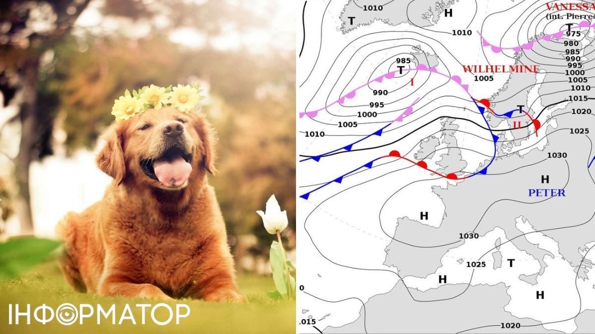 Карта та собака