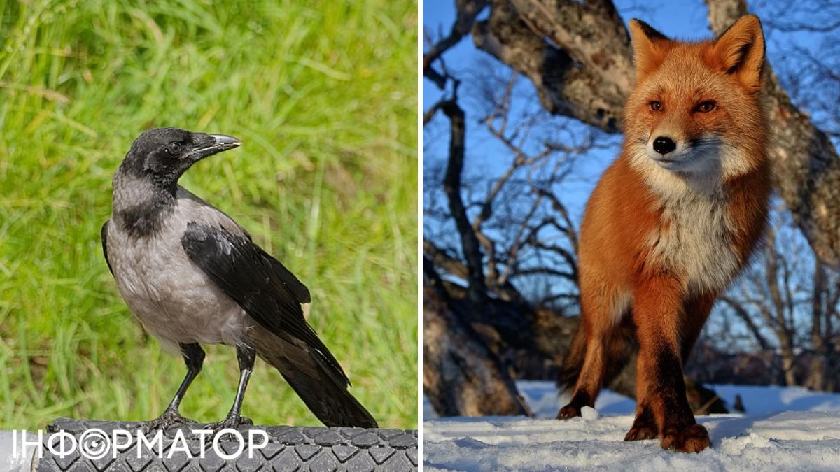 Ворона та лисиця