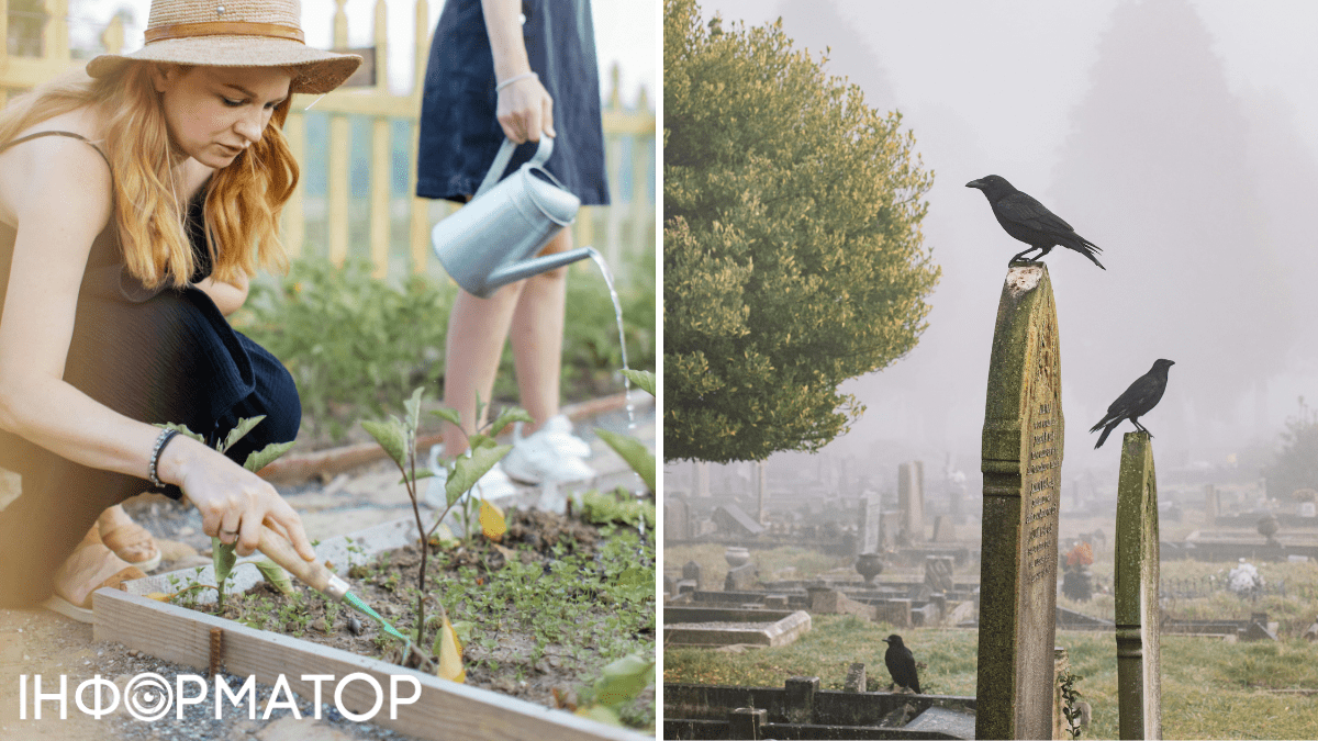 Пара та дерево