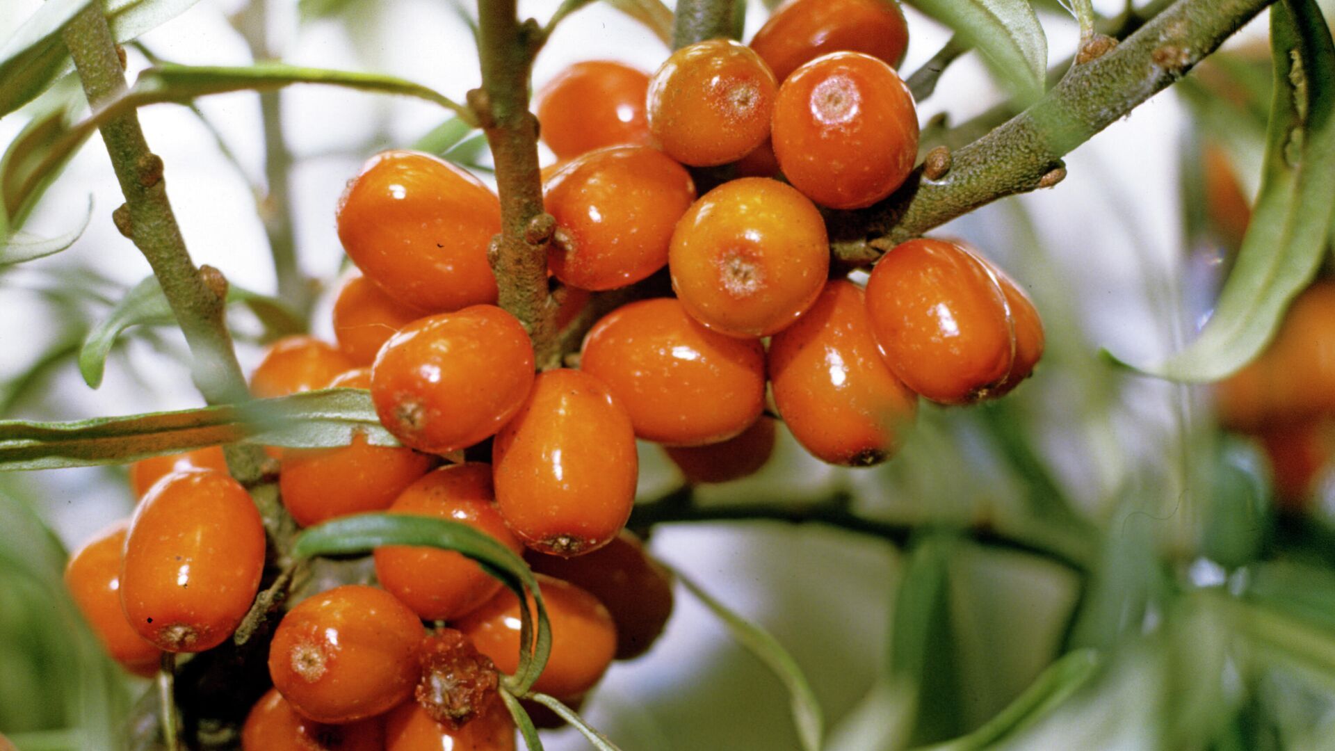 Обліпиха має масу переваг, але говорити про неї як про ліки зарано.