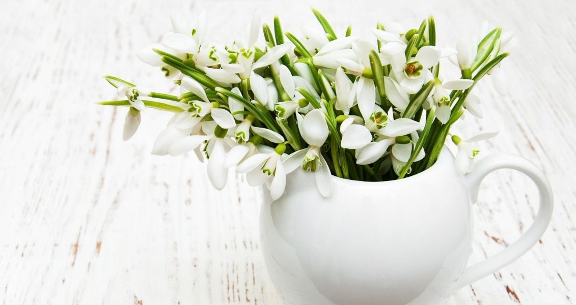 Люди обратили внимание на подснежник еще в 1000 году и считали его залогом чистоты и непорочности Люди обратили внимание на подснежник еще в 1000 году и считали его залогом чистоты и непорочности