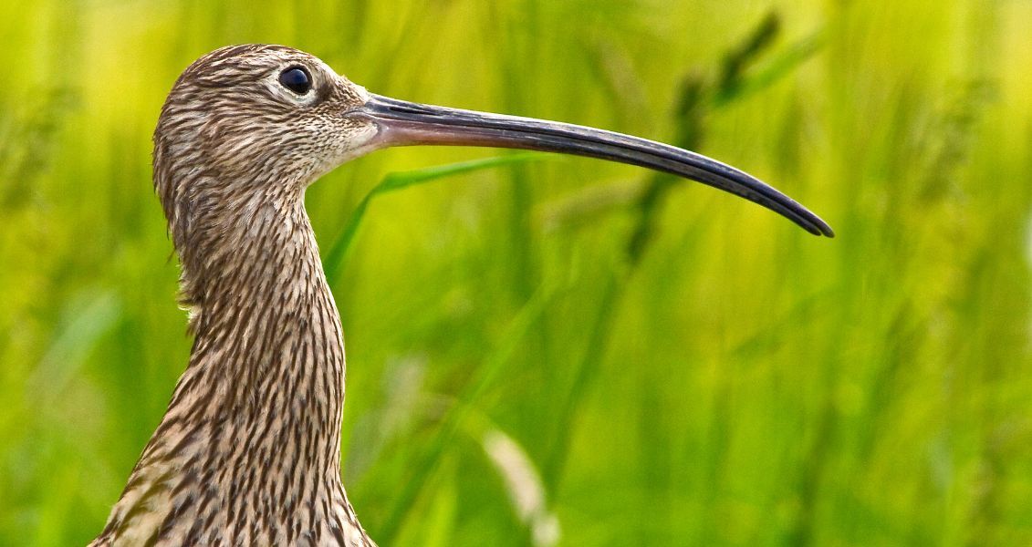 Птахи відомі своїми характерними криками, які часто описують як нав’язливі та моторошні. Вони використовують свої сигнали, щоб спілкуватися один з одним і встановити свою територію