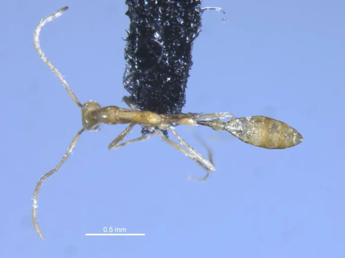 Вид сверху Вид сверху