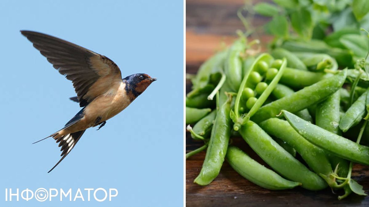 Ластівка та горох